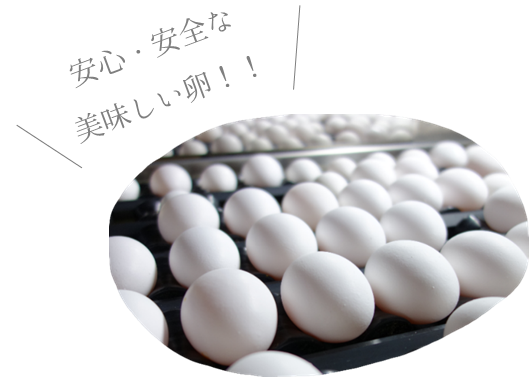 安心・安全な美味しい卵